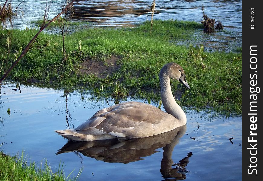 A grey coloured swan. A grey coloured swan