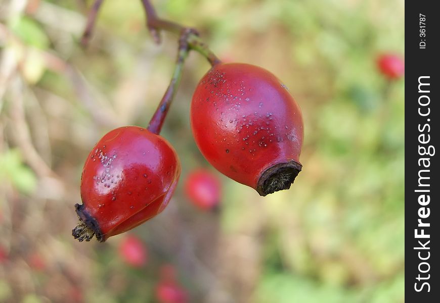 Macro of a pair of berries