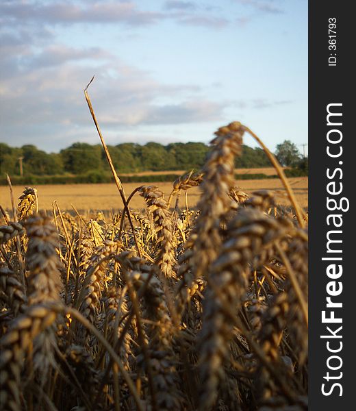 Corn View