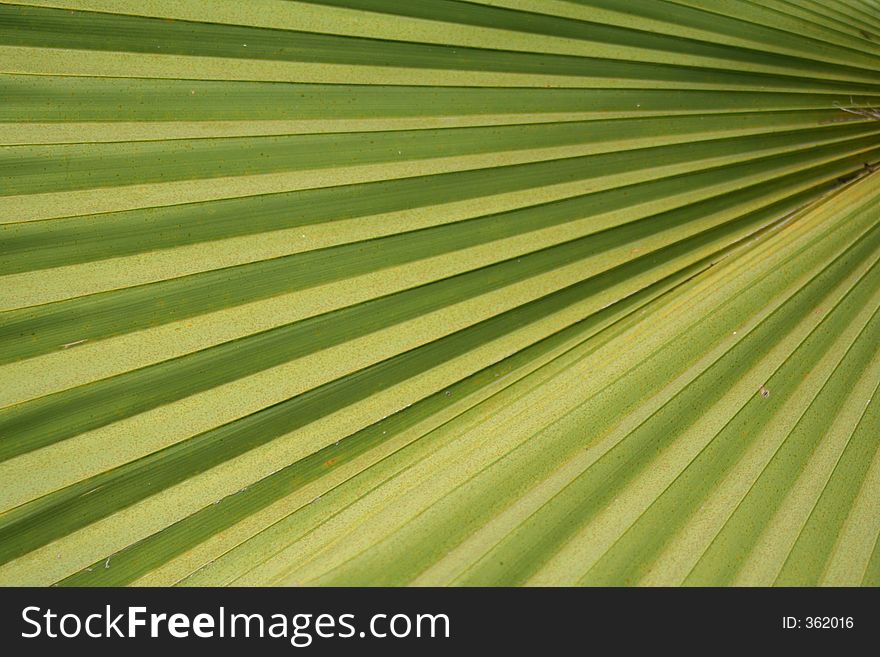 Palm leaf radiating lines. Palm leaf radiating lines