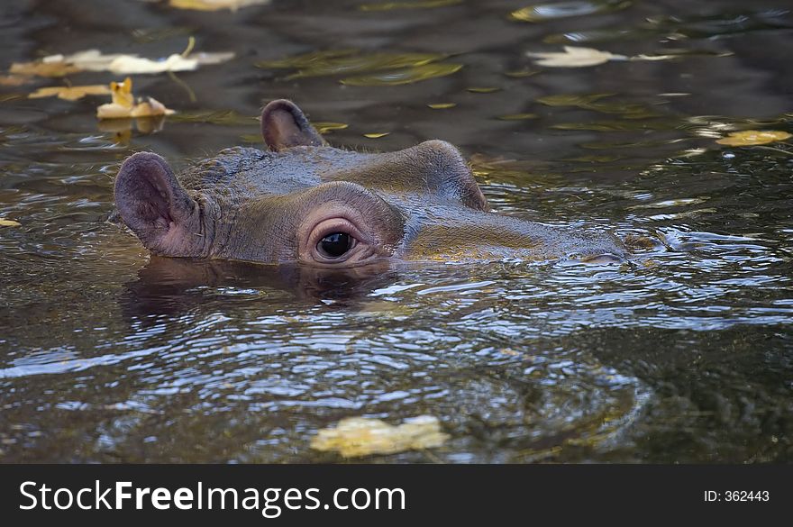 Hippopotamus1