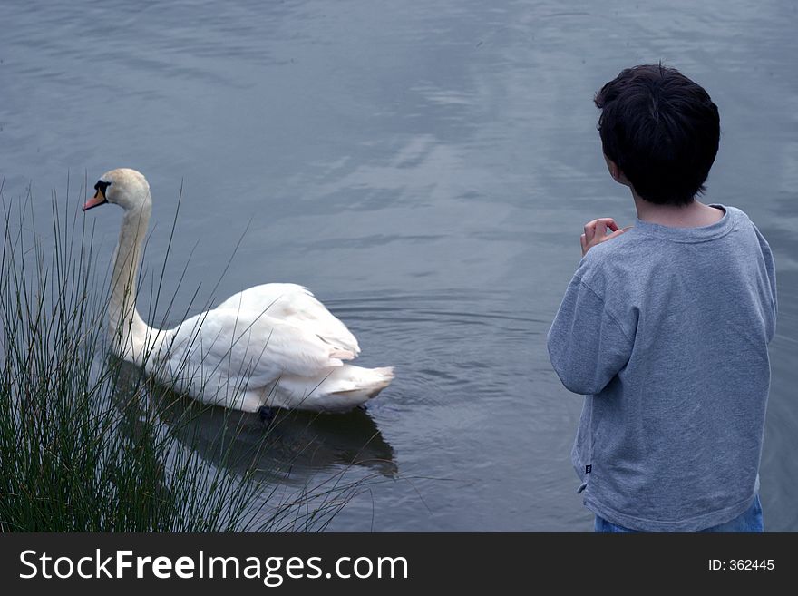 Boy waiting for swan to return. Boy waiting for swan to return.