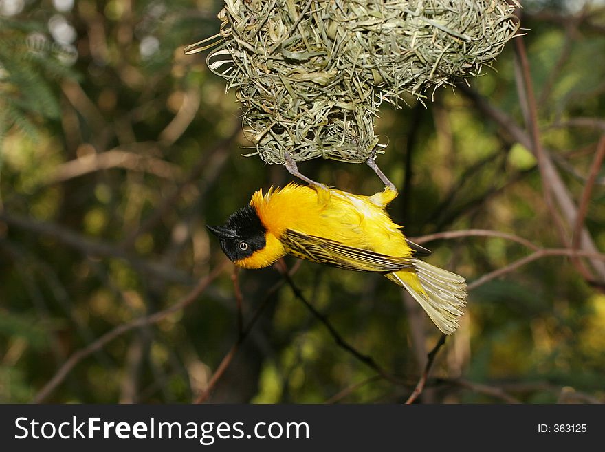 Bird hanging from its nest. Bird hanging from its nest