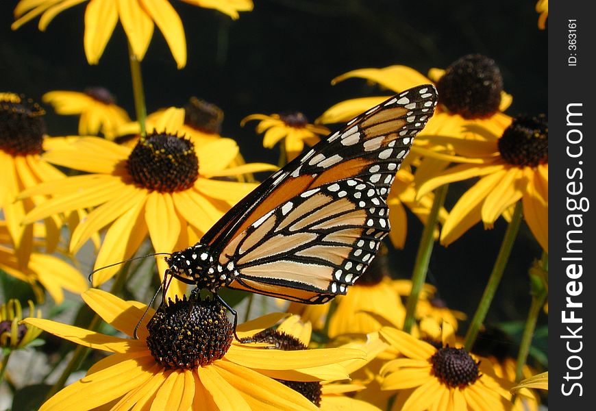 A Butterfly on a yellow flower