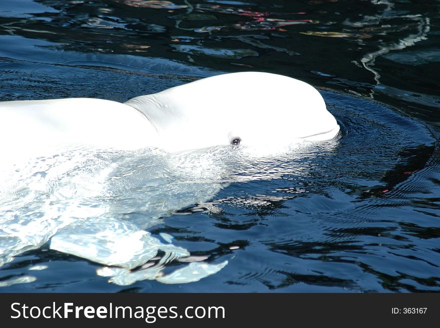 It is a close-up of a Beluga Wale