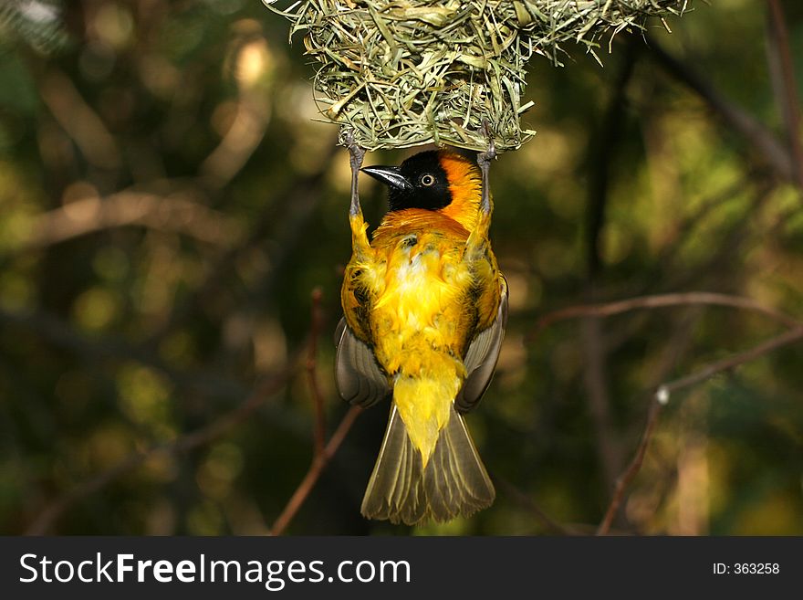 Yellow bird hanging from a high nest