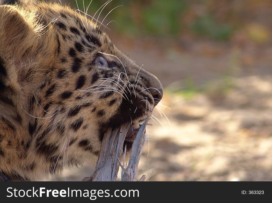Aggressive child of Far Eastern leopard