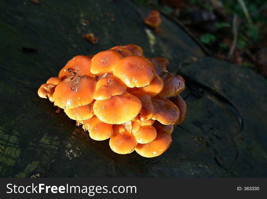 Fungi On Tree Stump