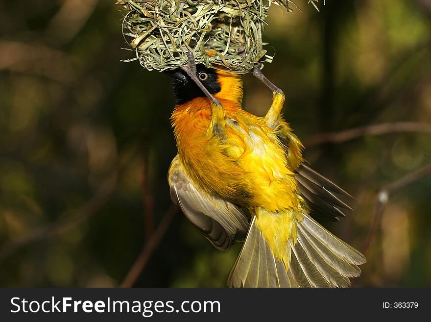 Bird hanging from its nest. Bird hanging from its nest