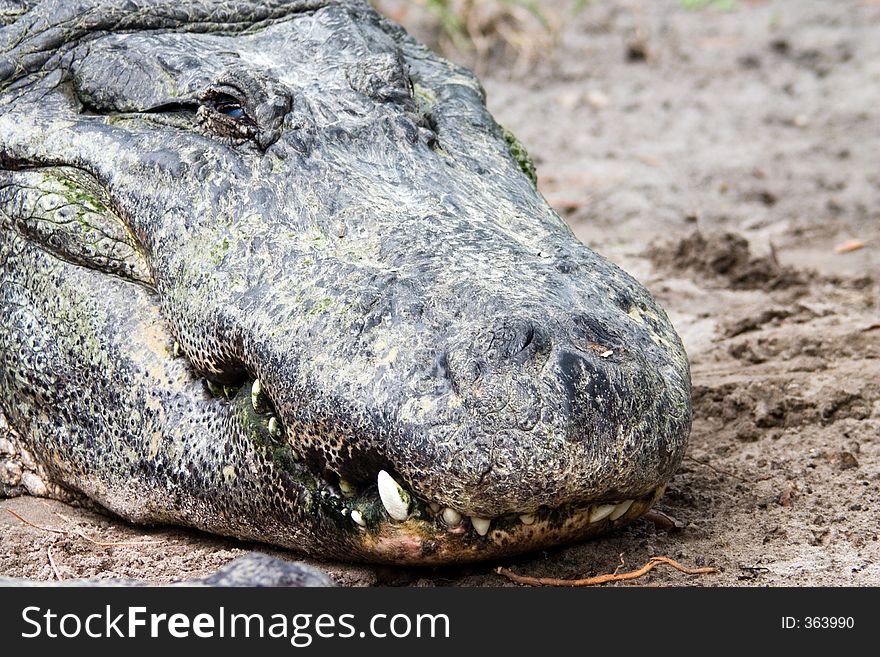 Florida Aligator relaxing but watchful. Florida Aligator relaxing but watchful