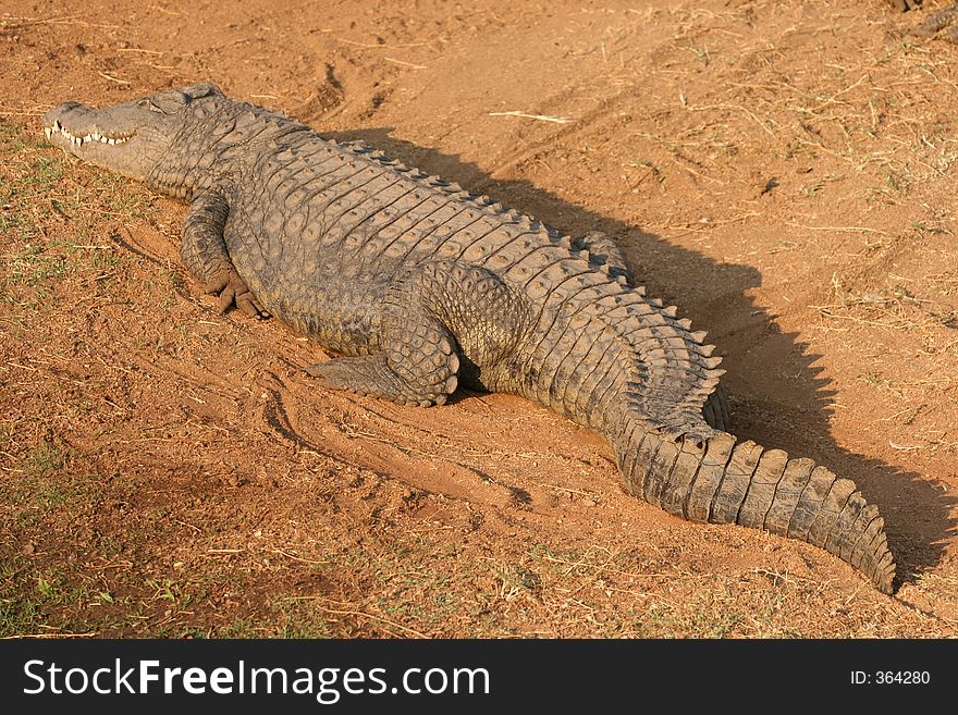 African crocodile