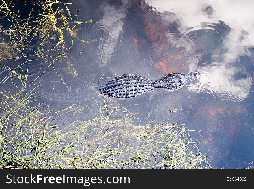 A resting alligator from the Florida Everglades. A resting alligator from the Florida Everglades.