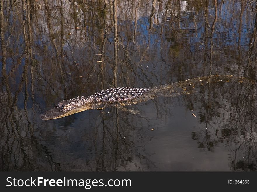 Alligator Everglades