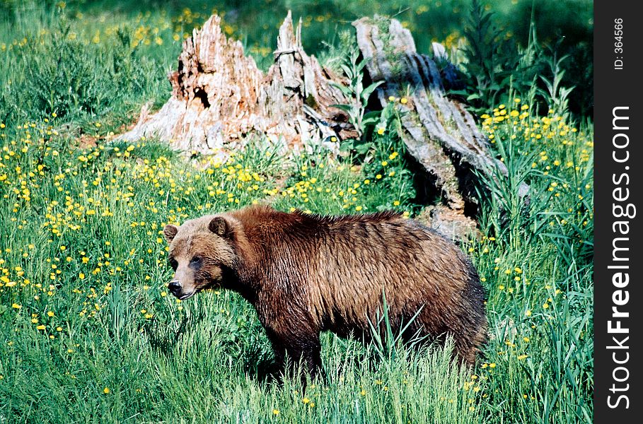 Grizzly bear standing - meadow with dandelion