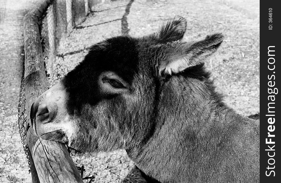Portrait of a donkey-from side-b&w