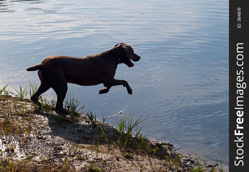 Dog jumping into the water - Image Backlit which puts the dog in a deep shadow. Dog jumping into the water - Image Backlit which puts the dog in a deep shadow.