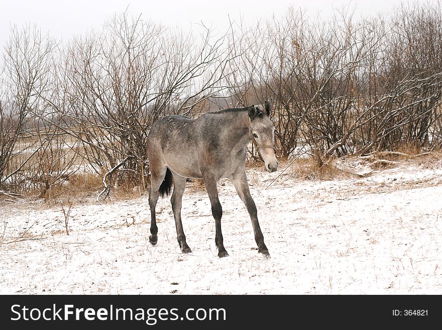 A grey Russian trotter colt at a horse breeding plant on a snowy day. A grey Russian trotter colt at a horse breeding plant on a snowy day