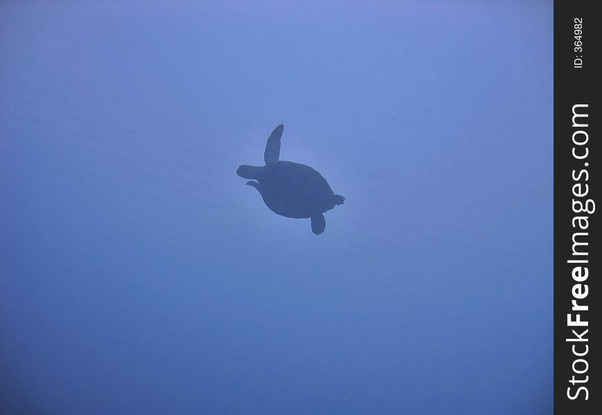 Turtle Sillhouette
