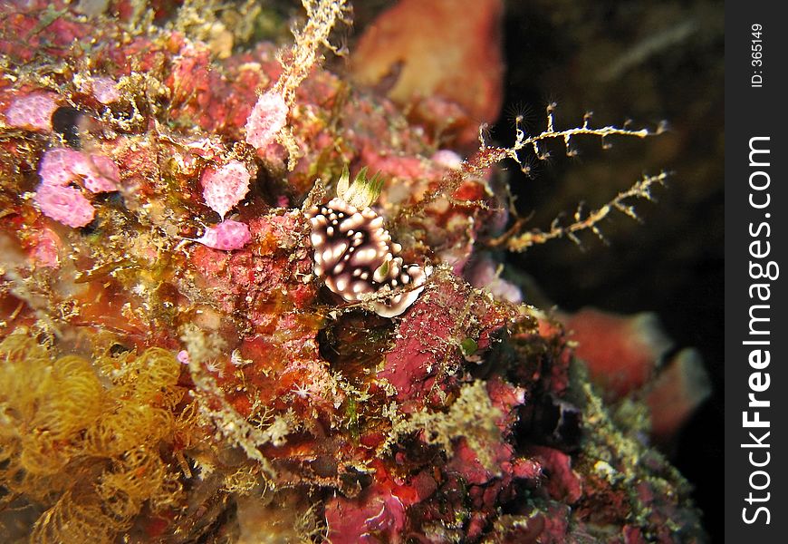 This nudibranch is missing a rhinophore. This nudibranch is missing a rhinophore