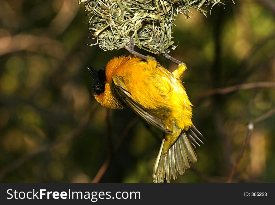 Bird hanging from its nest. Bird hanging from its nest