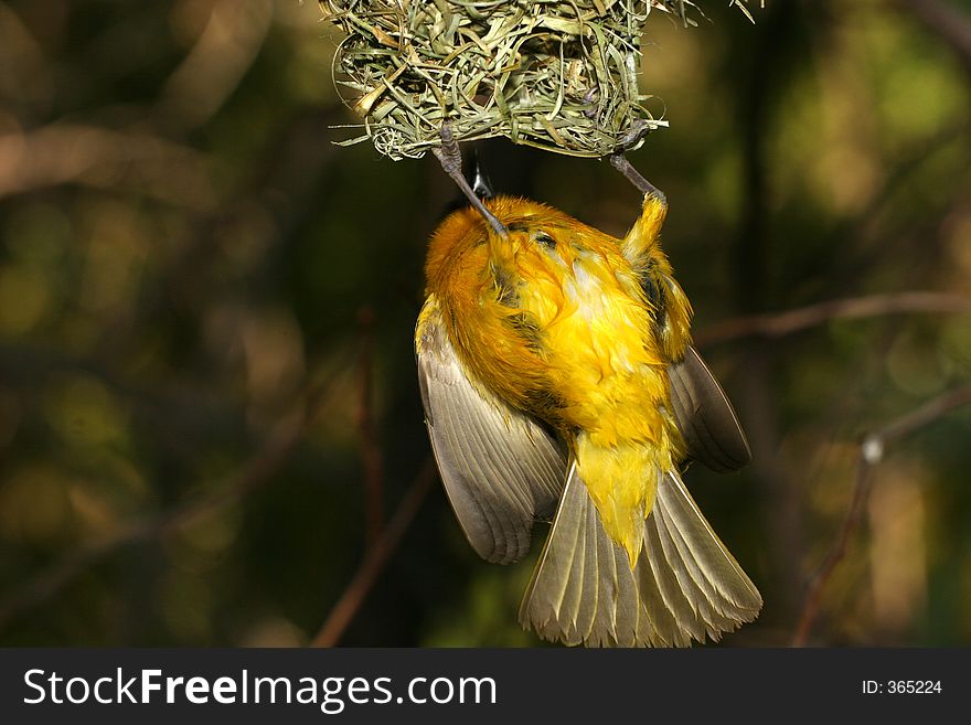 Bird hanging from its nest. Bird hanging from its nest