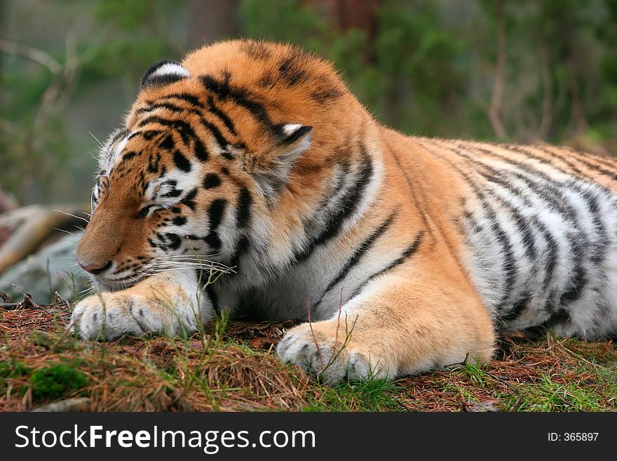 Sleeping Siberian tiger. Sleeping Siberian tiger