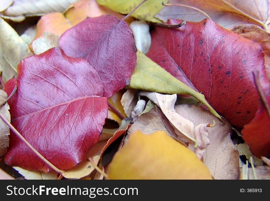 Colorful fall leaves. Colorful fall leaves