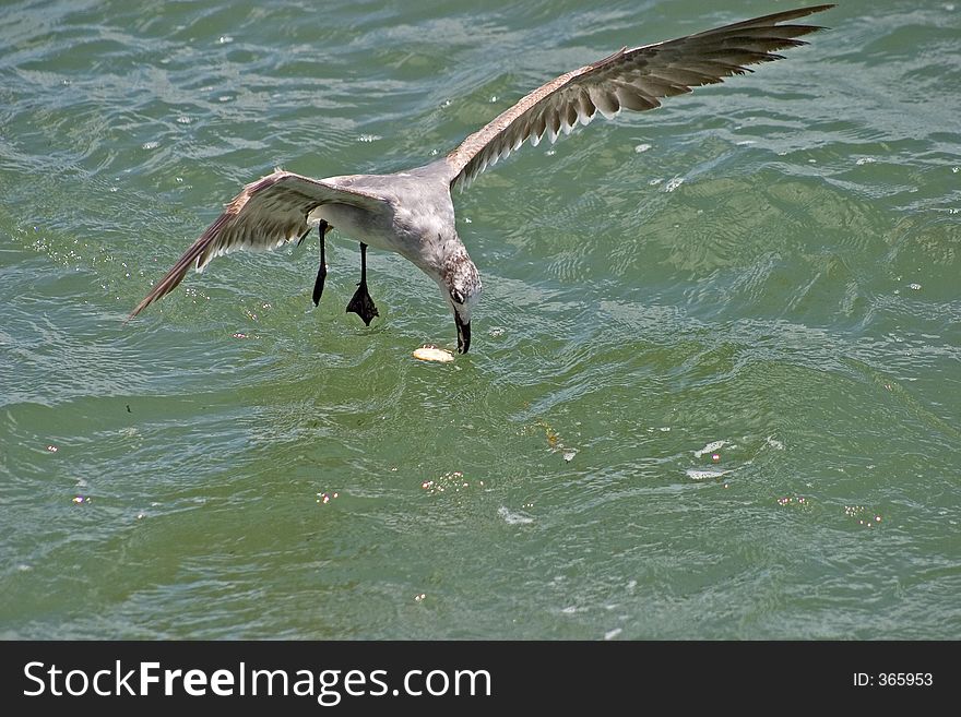 Seagull feeding