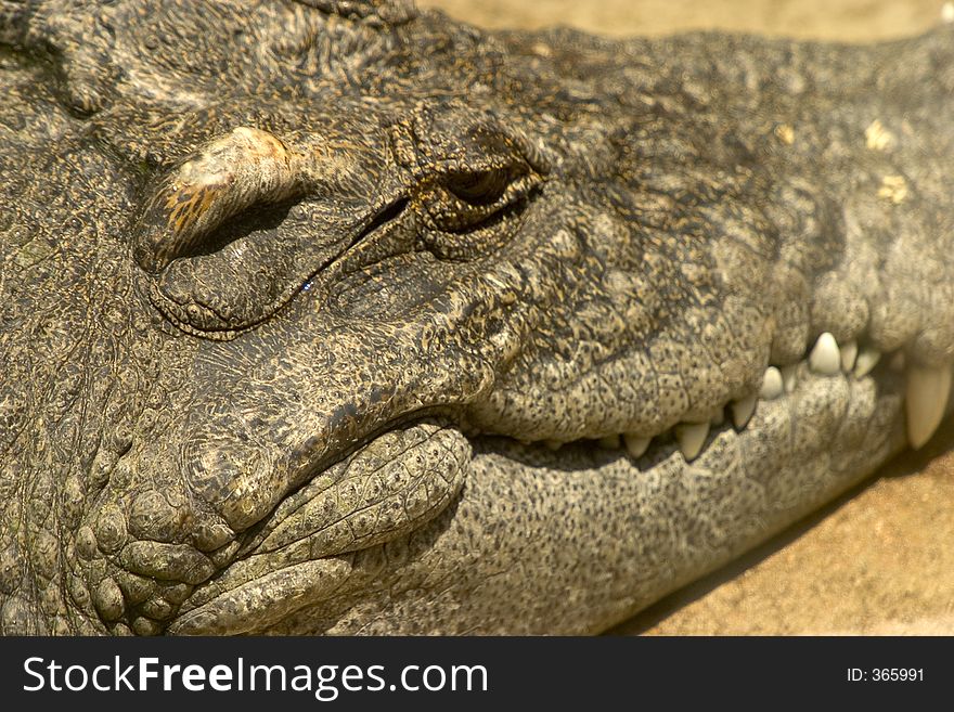 Alligator resting