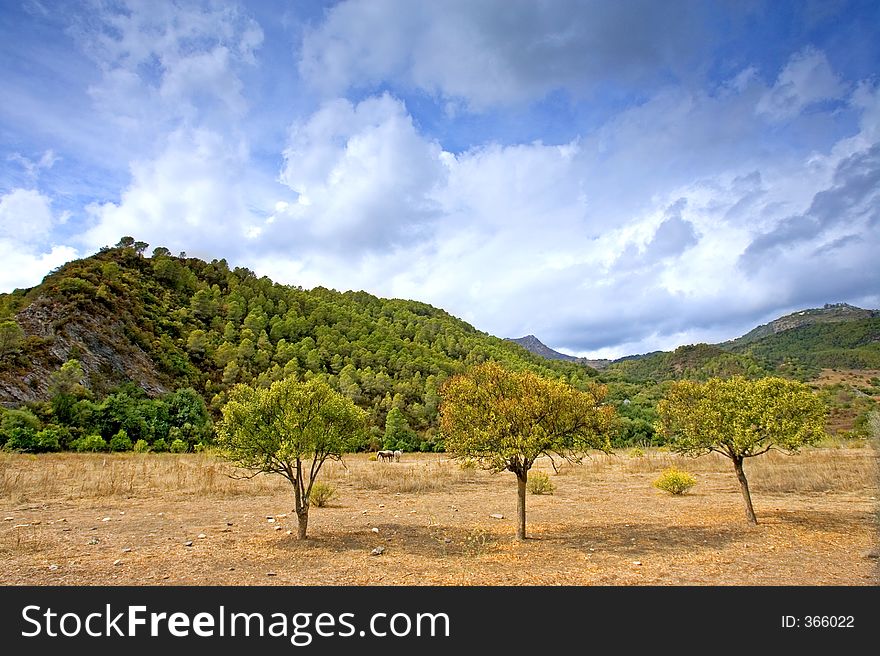 Three autumn trees in a sunny field in Andalucia in Spain. Three autumn trees in a sunny field in Andalucia in Spain