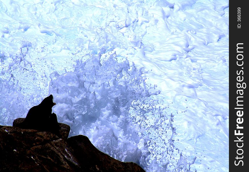 A Sea Lion, barks at the wild frothing wave as it pounds against the rock he sits on. A Sea Lion, barks at the wild frothing wave as it pounds against the rock he sits on.