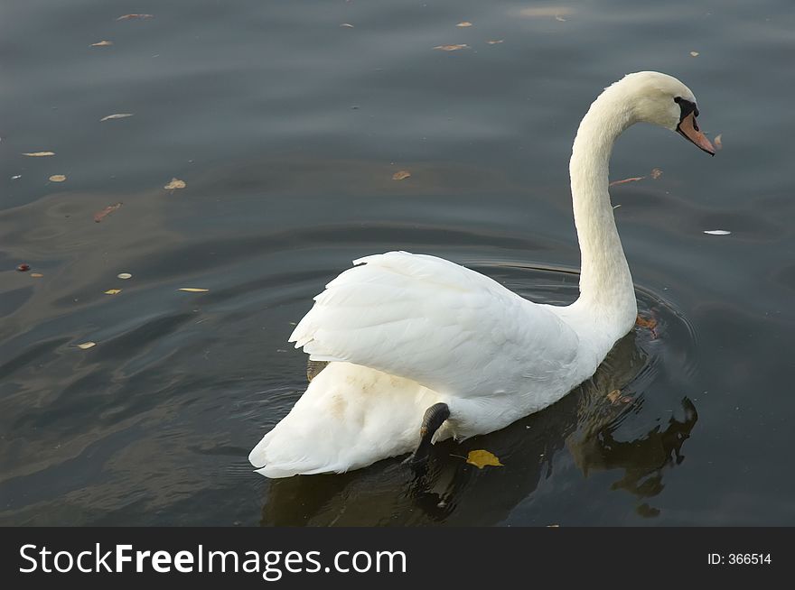 Swan in a canal in Berlin, Germany