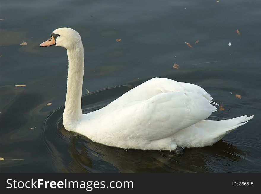 Swan in a canal in Berlin, Germany