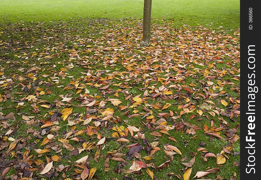 Autumn leaves and green grass.