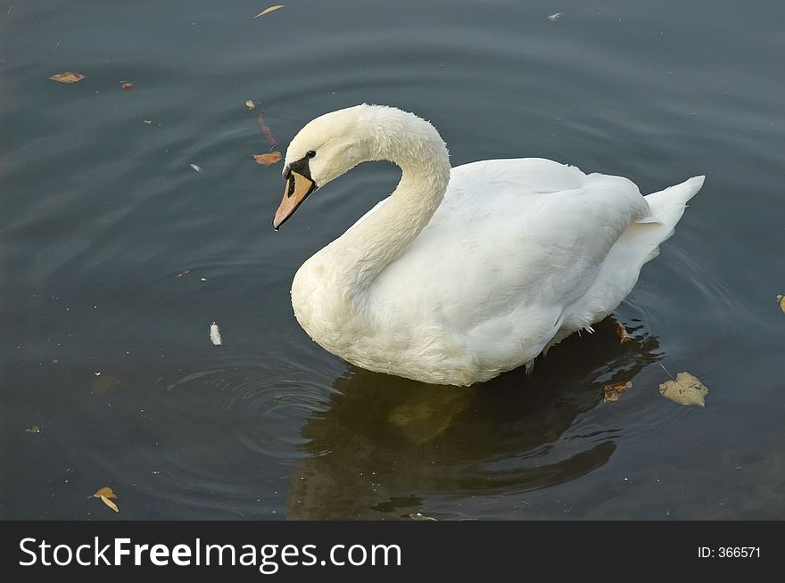 Swan in a canal in Berlin, Germany