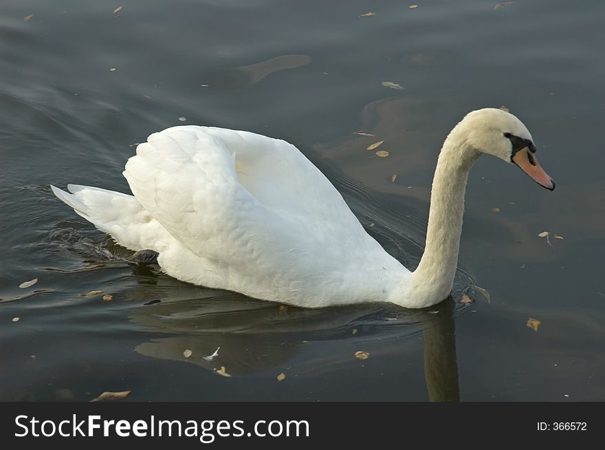 Swan in a canal in Berlin, Germany