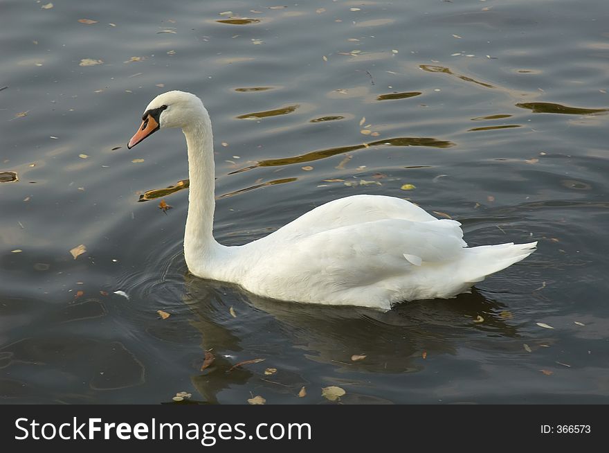 Swan in a canal in Berlin, Germany