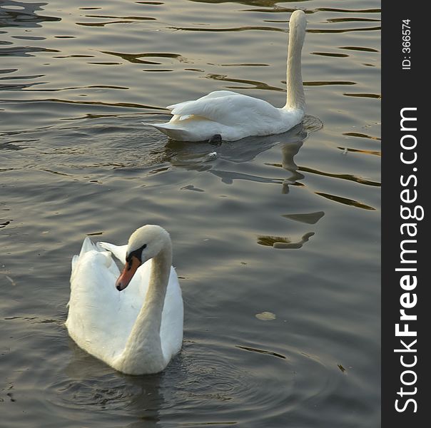 Two swans in a canal in Berlin, Germany