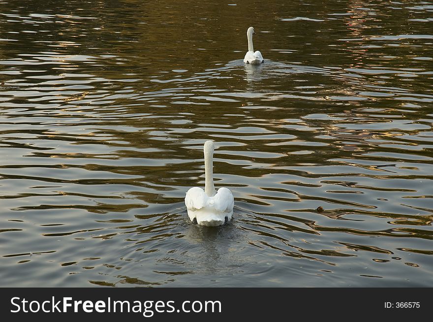 Two swans in a canal in Berlin, Germany