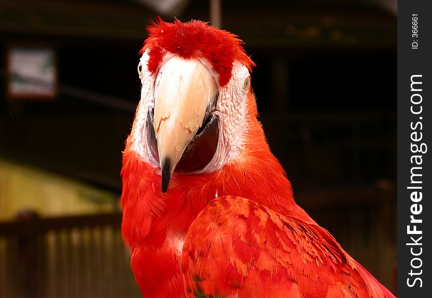 Red Parrot staring straight