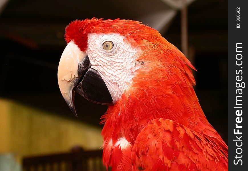 Side view of parrot