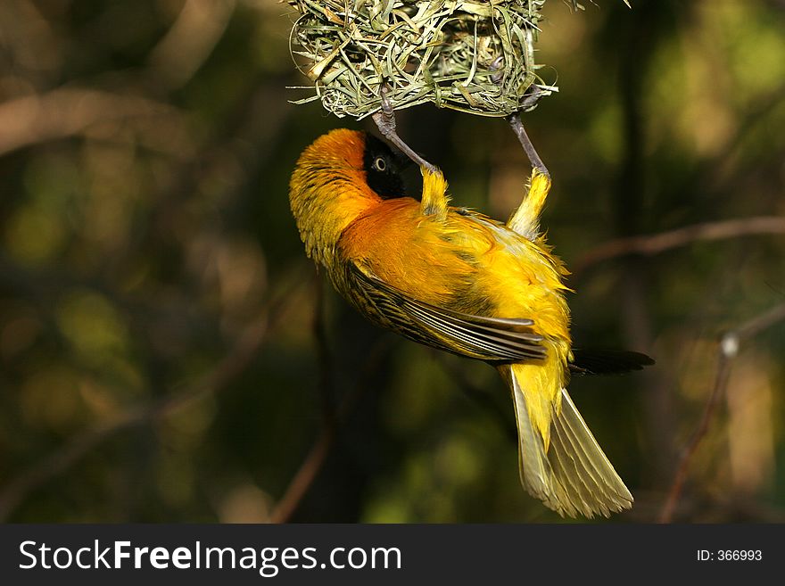 Bird hanging from its nest. Bird hanging from its nest