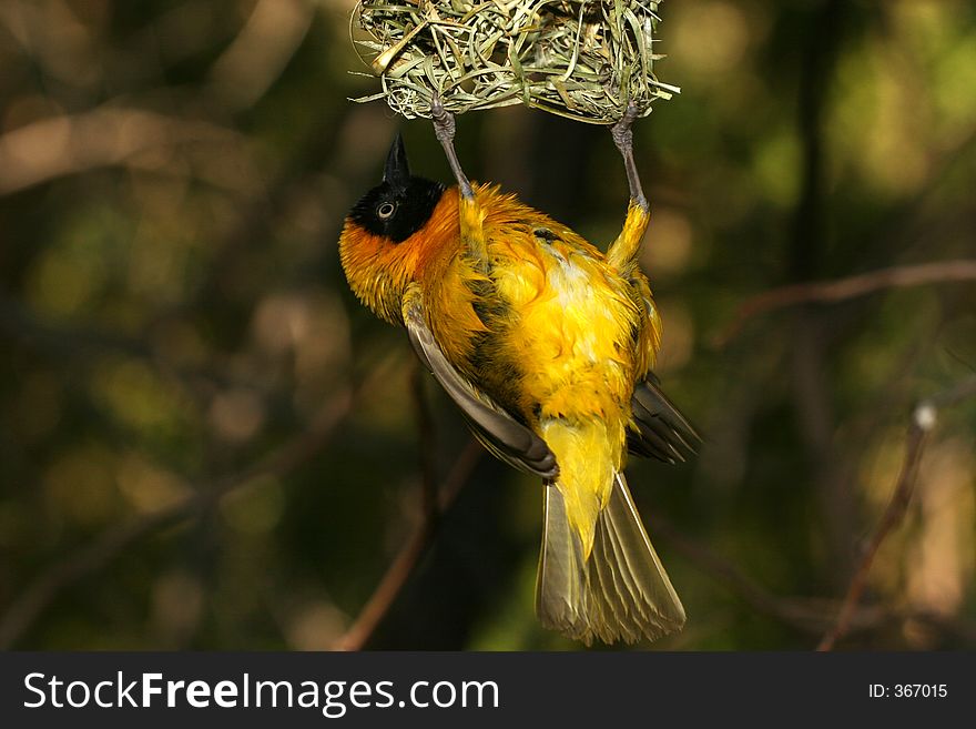 Bird hanging from its nest. Bird hanging from its nest