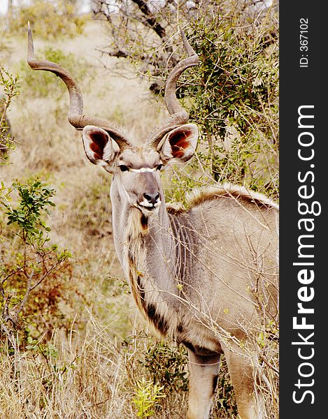 Kudu hiding in the bush, South Africa. Kudu hiding in the bush, South Africa