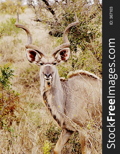 Kudu hiding in the bush, South Africa. Kudu hiding in the bush, South Africa