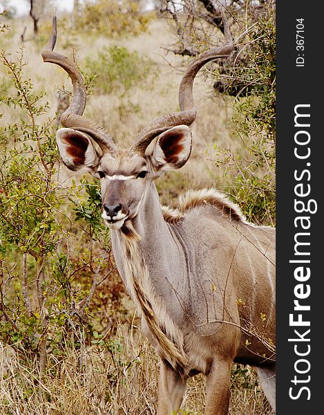 Kudu hiding in the bush, South Africa. Kudu hiding in the bush, South Africa