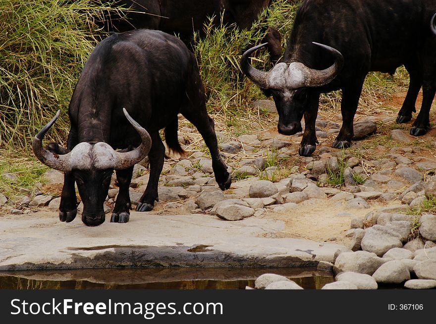 Buffalo drinking water, South Africa. Buffalo drinking water, South Africa