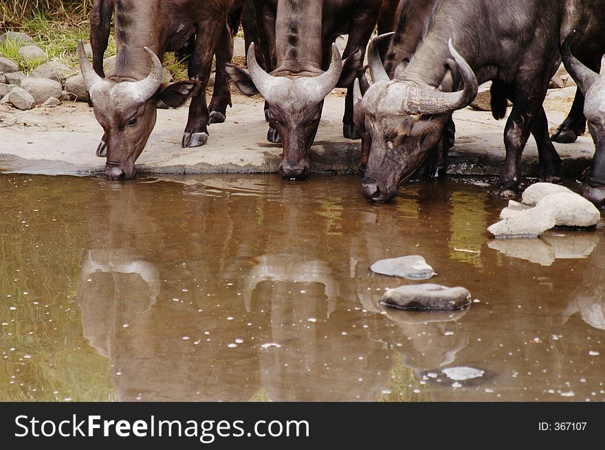Buffalo drinking water, South Africa. Buffalo drinking water, South Africa