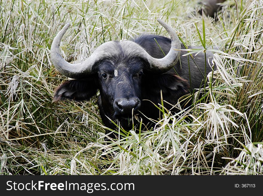 Buffalo grazing, South Africa. Buffalo grazing, South Africa