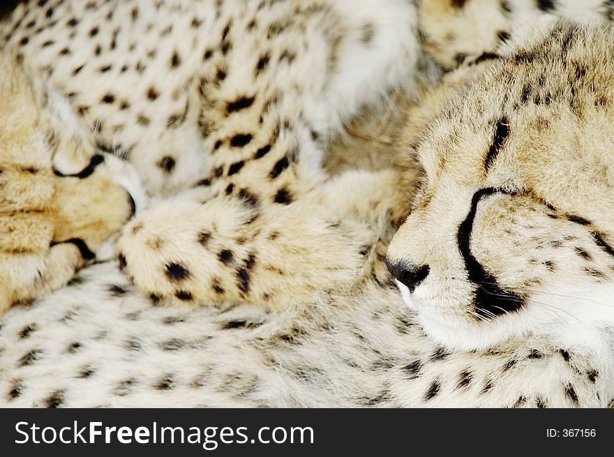 Cheetah (Acinonux jubatus) cubs, South Africa